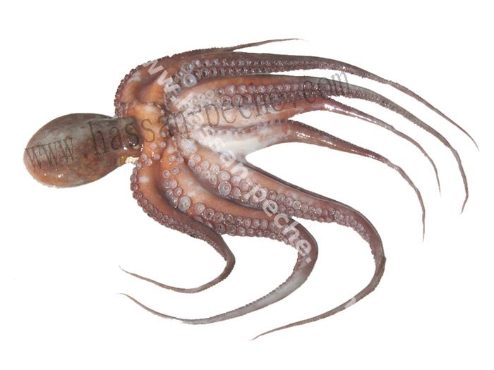 Pieuvre (azaiz) Les poulpes ou pieuvres sont des céphalopodes (ou poulpoïdes) de la famille des